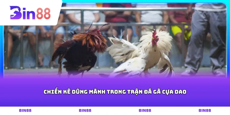 Chiến kê dũng mãnh trong trận đá gà cựa dao