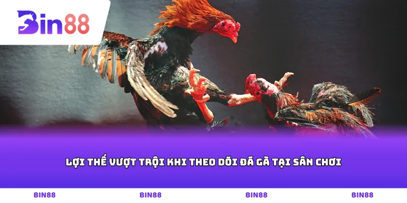 Lợi thế vượt trội khi theo dõi đá gà tại sân chơi