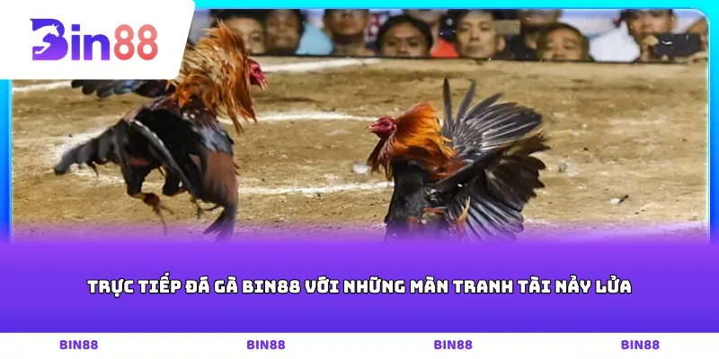 Trực tiếp Đá gà Bin88 với những màn tranh tài nảy lửa