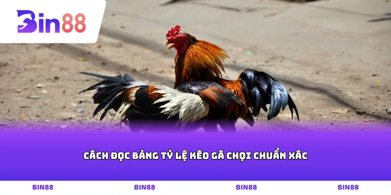 Cách đọc bảng tỷ lệ kèo gà chọi chuẩn xác