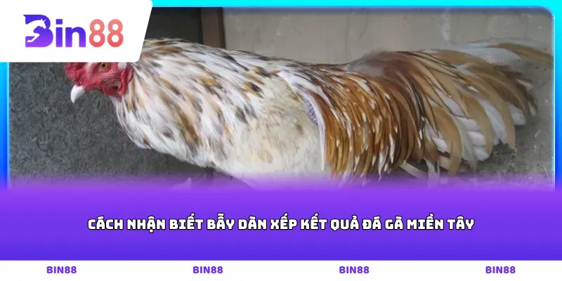 Cách nhận biết bẫy dàn xếp kết quả đá gà miền tây