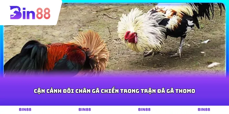 Cận cảnh đôi chân gà chiến trong trận Đá gà thomo