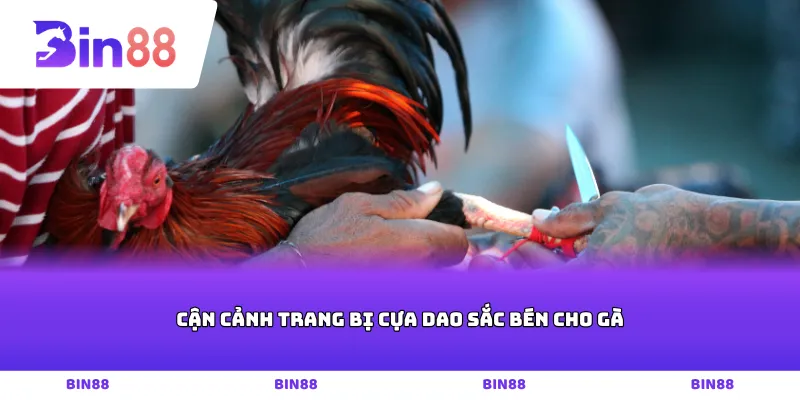 Cận cảnh trang bị cựa dao sắc bén cho gà
