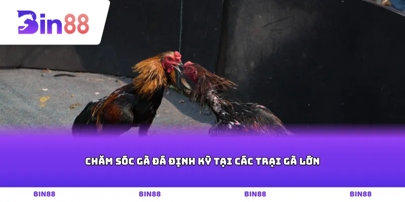 Chăm sóc gà đá định kỳ tại các trại gà lớn