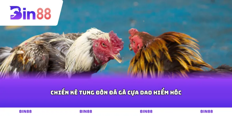Chiến kê tung đòn đá gà cựa dao hiểm hóc