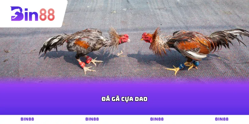 Đá gà cựa dao