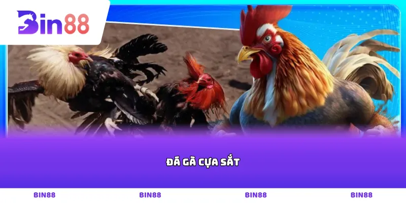 Đá gà cựa sắt