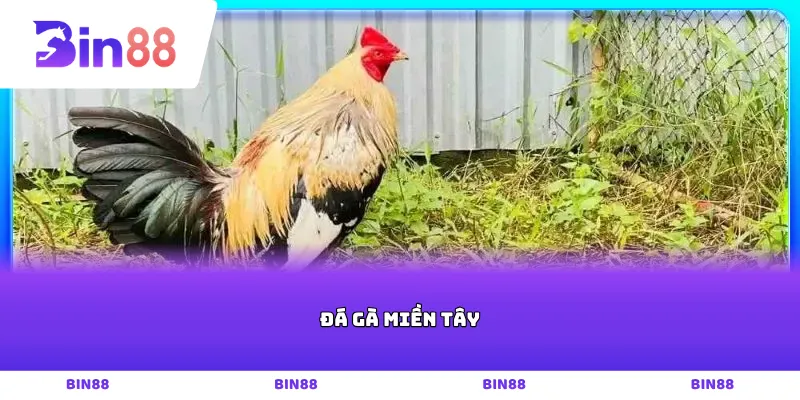Đá gà miền tây