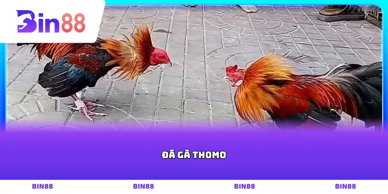 Đá gà thomo