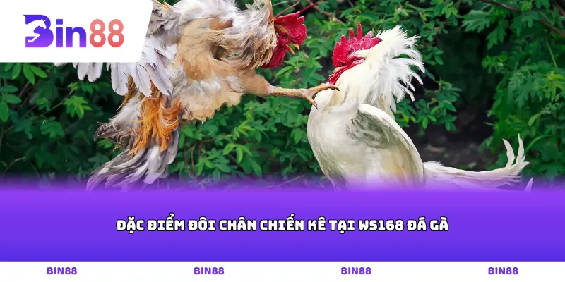 Đặc điểm đôi chân chiến kê tại WS168 đá gà