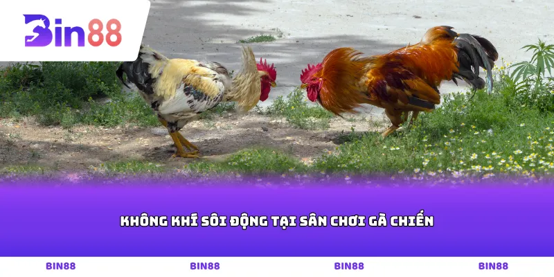 Không khí sôi động tại sân chơi gà chiến