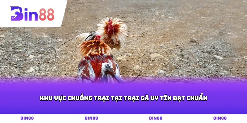 Khu vực chuồng trại tại trại gà uy tín đạt chuẩn