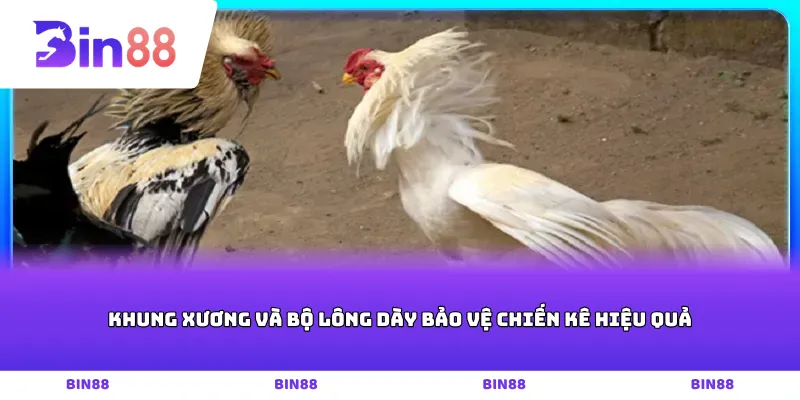 Khung xương và bộ lông dày bảo vệ chiến kê hiệu quả