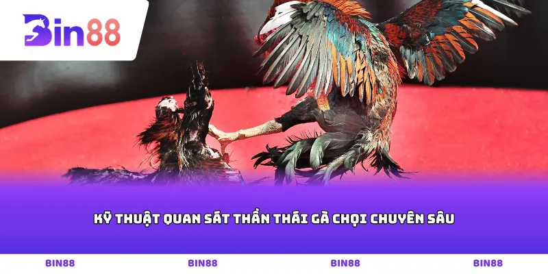 Kỹ thuật quan sát thần thái gà chọi chuyên sâu