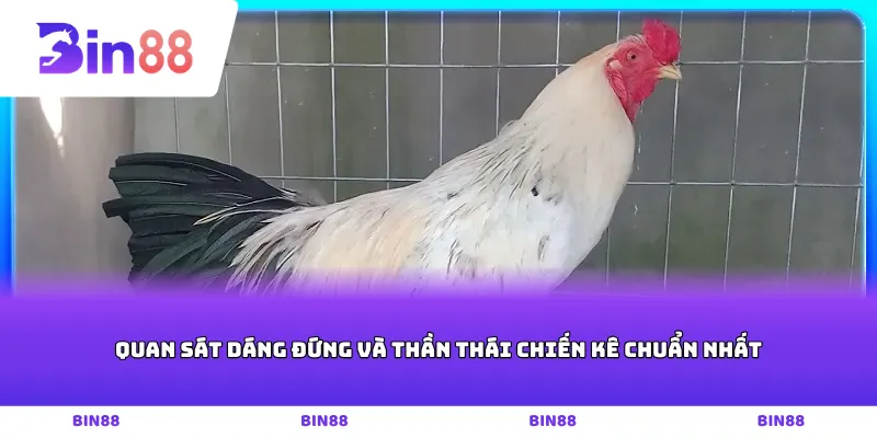 Quan sát dáng đứng và thần thái chiến kê chuẩn nhất
