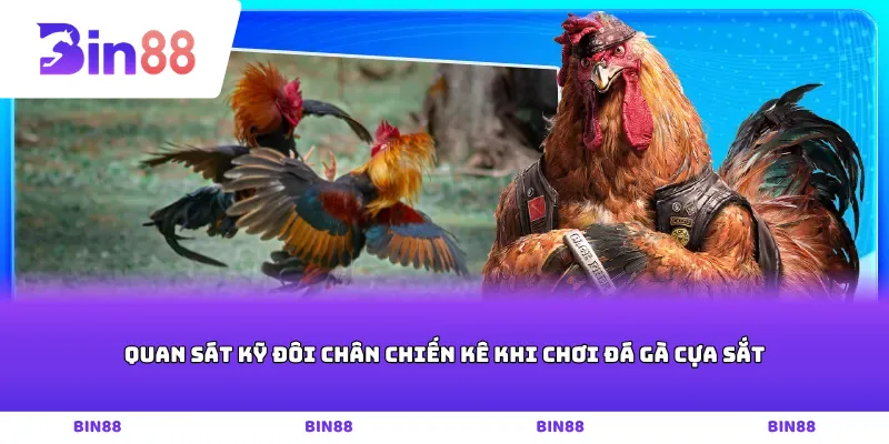 Quan sát kỹ đôi chân chiến kê khi chơi Đá gà cựa sắt