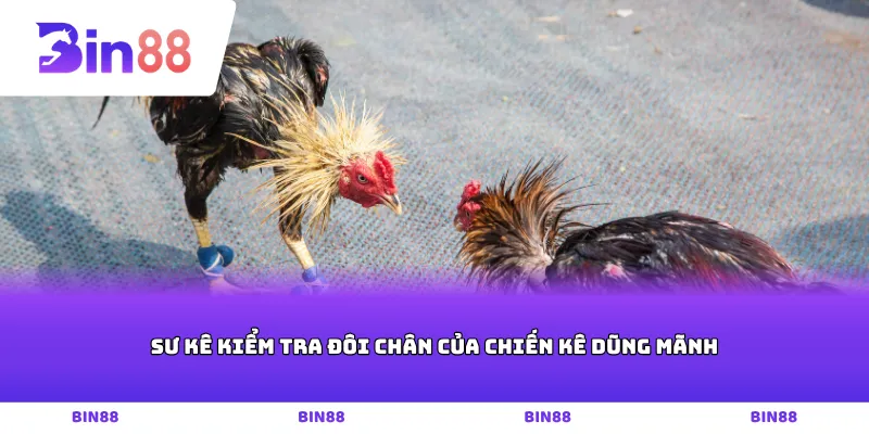 Sư kê kiểm tra đôi chân của chiến kê dũng mãnh