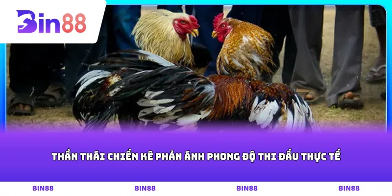 Thần thái chiến kê phản ánh phong độ thi đấu thực tế