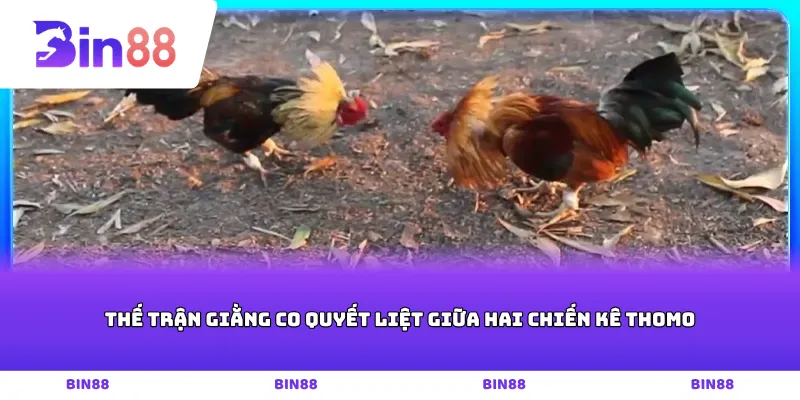 Thế trận giằng co quyết liệt giữa hai chiến kê Thomo