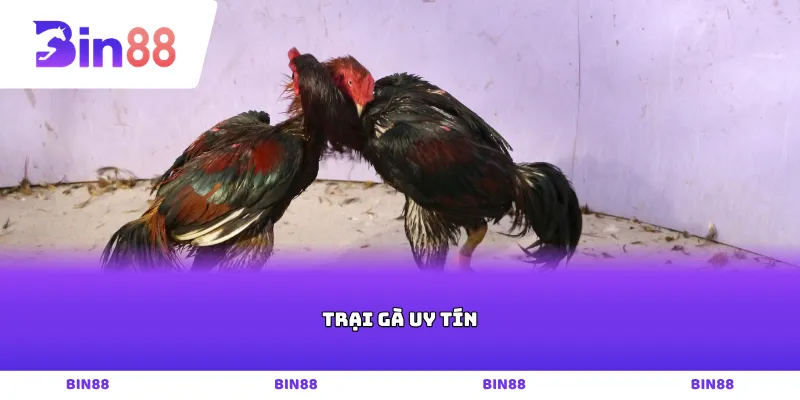 Trại gà uy tín
